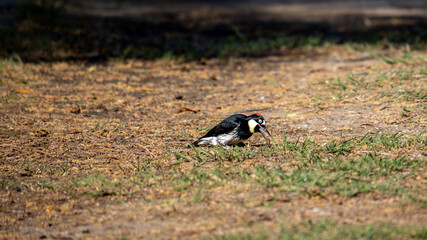 Obraz premium Woodpecker Standing in Sunlit Grass