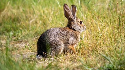 rabbit in the grass