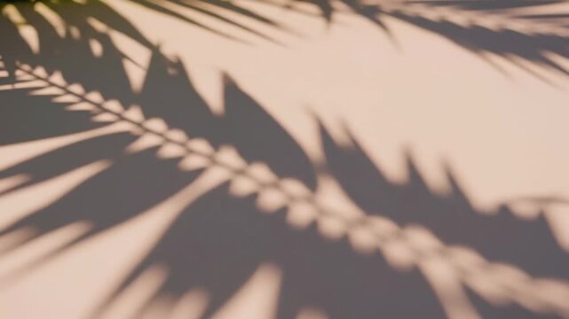 Palm Leaf Shadows Dancing on a Textured Surface