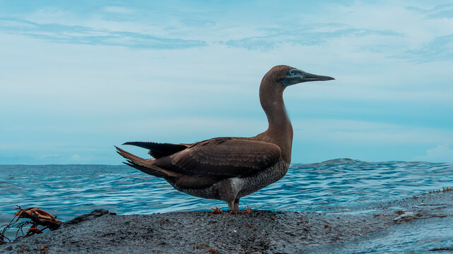 Brown Booby (Sula leucogaster) standing on a rock with blue ocean background.
