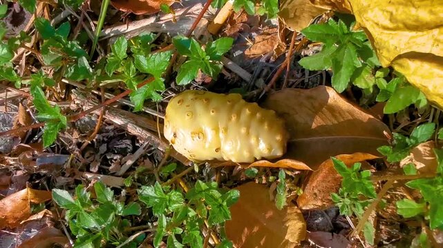 Stinky cheesefruit great morinda Indian mulberry noni beach mulberry Thailand.