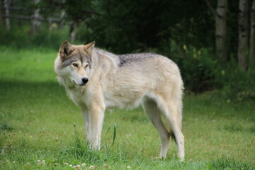 gray wolf canis lupus © Michael Mamoon