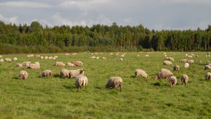 Obraz premium Sheep are grazing in the field.