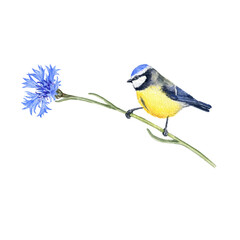 watercolor drawing bird, sitting blue tit at cornflower, hand drawn Cyanistes caeruleus, isolated nature design element © cat_arch_angel