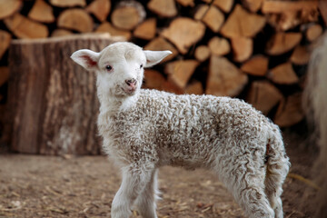 Obraz premium Small newborn lamb and ewe.