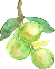 水彩で描いた梅の実のイラスト　ベクター