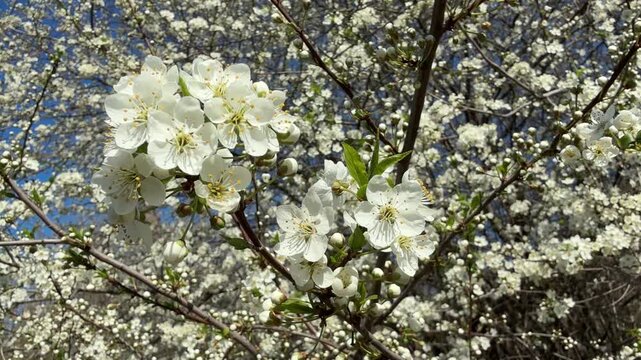 Spring blossom white flowers of tree Prunus cerasifera Cherry Plum or Myrobalan Plum tree.