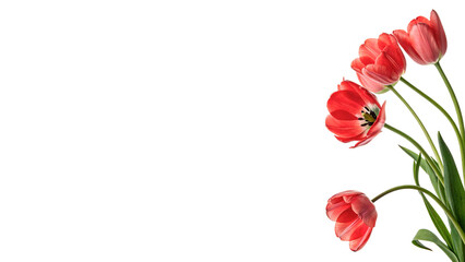 Several red tulips stand upright with green stems isolated on transparent background cut out © Ivan
