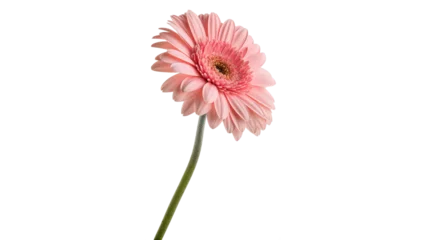 Fototapeten Gerbera A pink gerbera flower with wide petals grows straight isolated on transparent background cut out  © Ivan