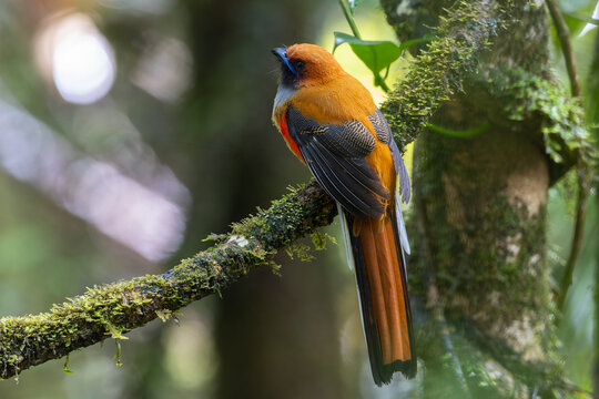 Nature wildlife of Whitehead's Trogon bird endemic of Borneo perching on a branch in a green forest