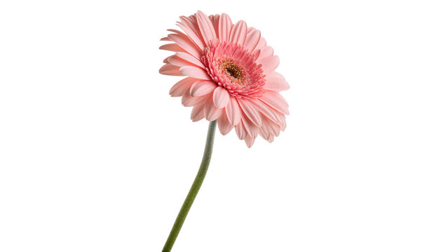 A pink gerbera flower with wide petals grows straight isolated on transparent background cut out