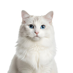 Fototapeta premium Stunning white long-haired cat with bright blue eyes on white background