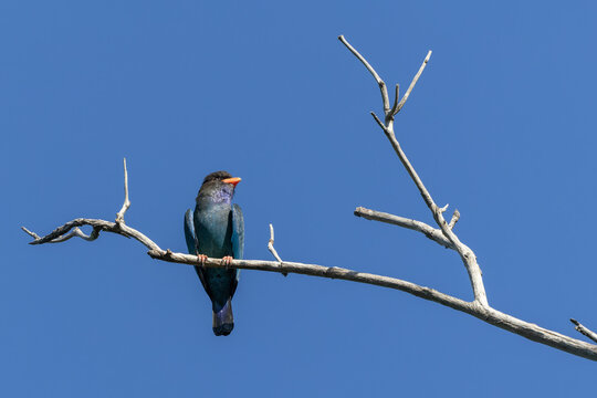 Dollarbird (Eurystomus orientalis) perches gracefully on a bare tree branch against a clear blue sky
