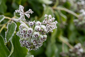 Fototapeta premium Frost Covered Green Berries and Leaves on a Cold Winter Morning