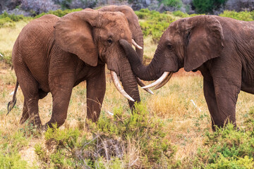 Telephoto of two African Elephants -Loxodonta Africana- engaging in an affectionate embrace in front of the Ewaso Ngiro river in the Samburu National Reserve, Kenya