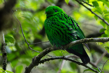 Obraz premium Nature wildlife image Whitehead's Broadbill bird endemic of Borneo