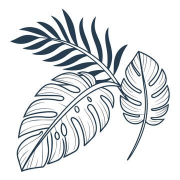 Two tropical leaves with long stems and pointed tips, one with serrated edges Vector