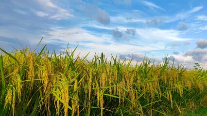 Obraz premium A breathtaking landscape featuring a golden rice field ready for harvest under a vibrant blue sky with wispy white clouds at sunset.