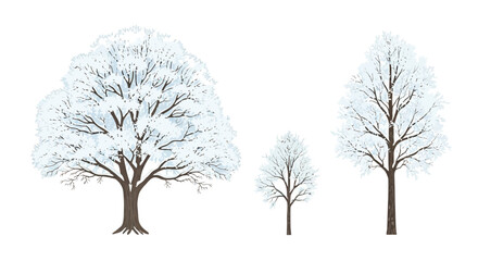 Obraz premium Three bare trees covered in snow, showcasing their intricate branches against a white background.