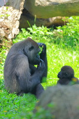Gorilla family at Taipei zoo in Taipei Taiwan © leochen66