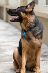 Close-up of a German Shepherd's attentive face.
