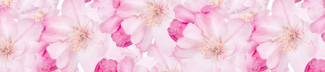 Soft pink cherry blossoms create a delicate floral banner perfect for spring and romantic designs