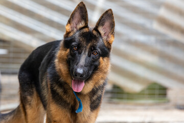 Close-up of a German Shepherd's attentive face.
