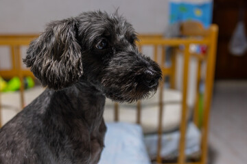 Portrait image of 8 years old black poodle puppy