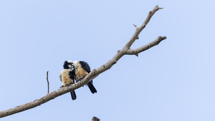 White fronted falconet or Bornean falconet perching in the wild