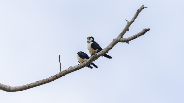 White fronted falconet or Bornean falconet perching in the wild