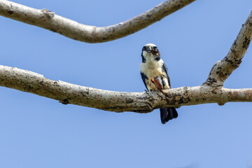 White fronted falconet or Bornean falconet perching in the wild