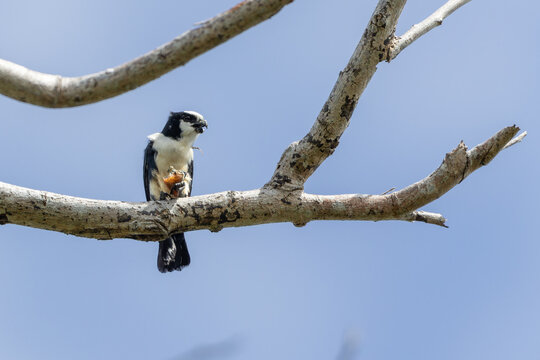 White fronted falconet or Bornean falconet perching in the wild