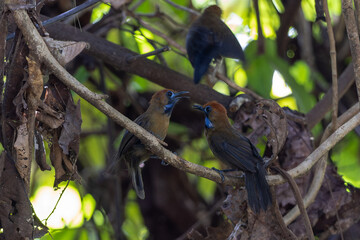 Nature wildlife image of Fluffy backed tit babbler bird brown with distinctive blue-ringed eyes
