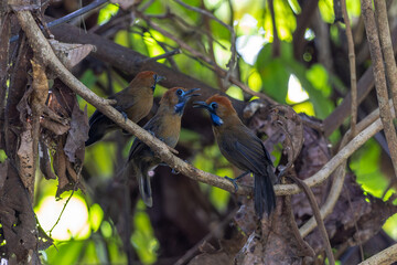 Nature wildlife image of Fluffy backed tit babbler bird brown with distinctive blue-ringed eyes