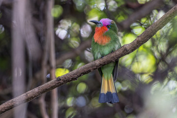 Close-up of a red-bearded bee-eater displaying its vibrant plumage while perched on a branch