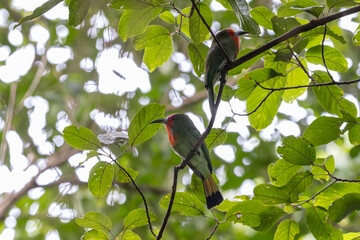 Close-up of a red-bearded bee-eater displaying its vibrant plumage while perched on a branch