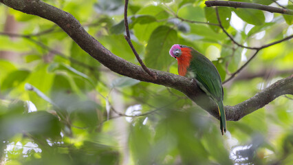 Close-up of a red-bearded bee-eater displaying its vibrant plumage while perched on a branch