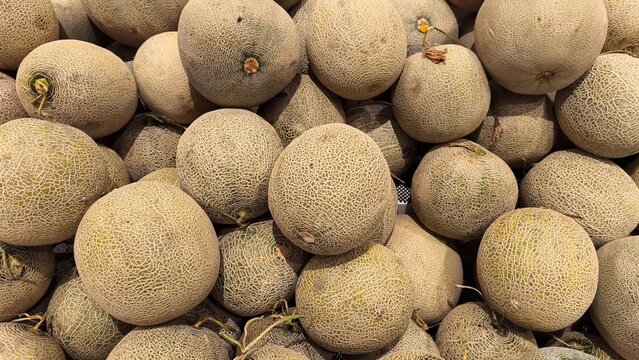 Fresh cantaloupe melons piled together displayed at markets as ripe seasonal fruit
