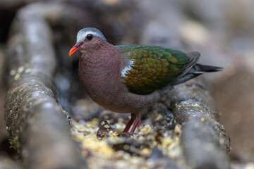An enchanting image of the Emerald Dove (Chalcophaps indica) perched amidst the lush green foliage of a tropical forest.