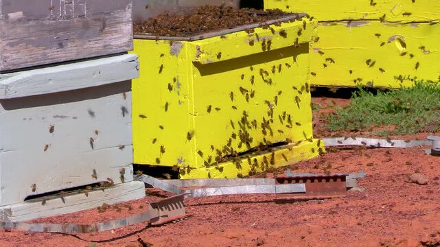 Closeup of an active bee hive in Australia
