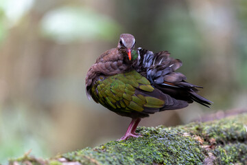 An enchanting image of the Emerald Dove (Chalcophaps indica) perched amidst the lush green foliage of a tropical forest.