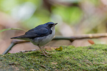 Siberian Blue Robin Blue birds found in Sabah, Borneo