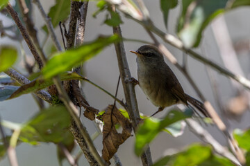 Nature wildlife image of Sunda Bush warbler bird on deep jungle forest in Sabah, Borneo