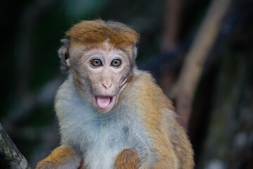 Obraz premium Portrait of a non-big monkey