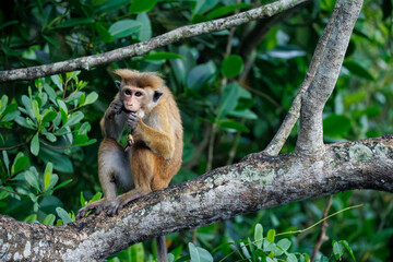 Fototapeta premium A brown monkey with a white belly sits on a tree
