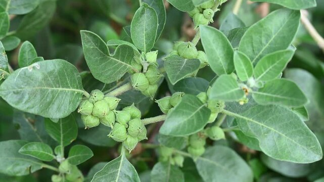 Ashwagandha green plants in the garden. Withania somnifera Leaves. Winter cherry, Poison gooseberry, or Indian ginseng. Best Medicinal, herb