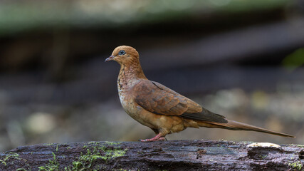 Nature wildlife image of The little cuckoo-dove perched in the middle of the foresting nature.