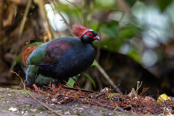 crested partridge (Rollulus rouloul) also known as the crested wood partridge, roul-roul, red-crowned wood partridge on deep forest jungle.