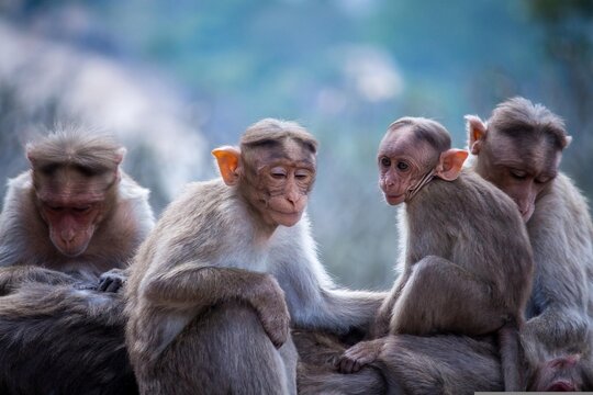 The family groups of monkeys in nature