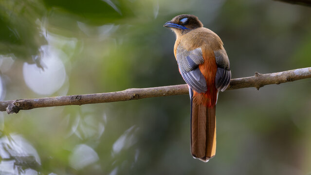 Nature wildlife image of Female Scarlet-rumped trogon (Harpactes duvaucelii) perching on tree branches